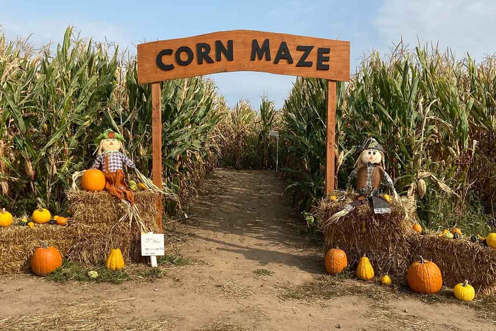 Best Pumpkin Patches & Corn Mazes Across America for the Ultimate Fall Experience