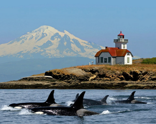 Island Magic: A Guide to the Best of San Juan Island