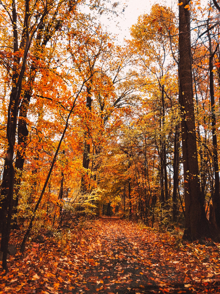 Fall Delights: Exploring the Best Cities for Leaf Peeping in the United States