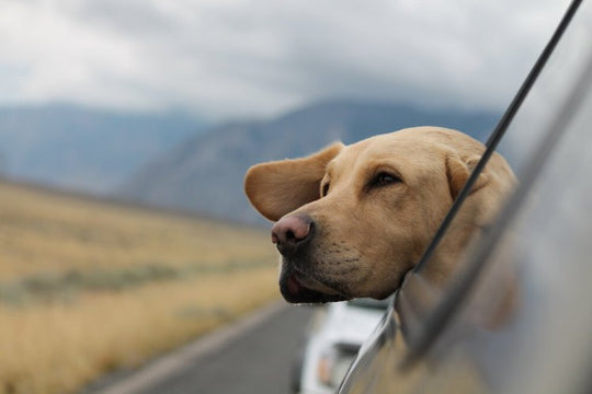 Dog Proof Your Next Road Trip